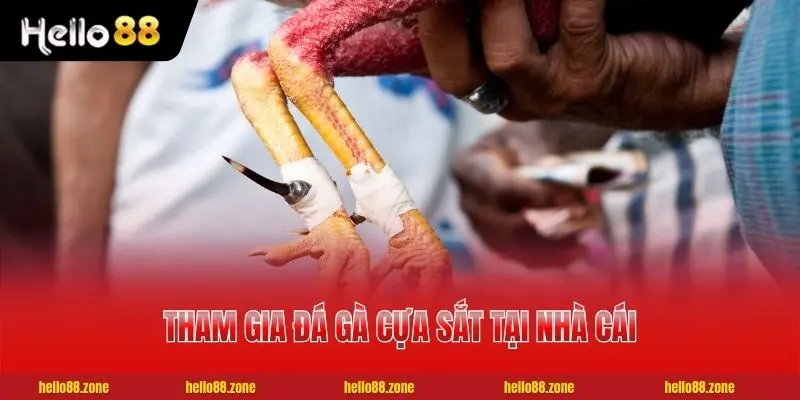 Luật Đá Gà Cựa Sắt Tân Thủ Cần Biết Trước Khi Xuống Tiền 4 2 bước tham gia đá gà cựa sắt tại nhà cái