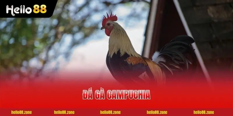 Đá Gà Campuchia | Website Xem Livestream 24/7 Mượt Mà 1 Đá Gà Campuchia | Website Xem Livestream 24/7 Mượt Mà