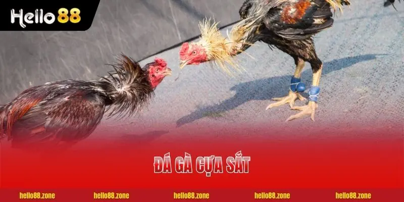 Luật Đá Gà Cựa Sắt Tân Thủ Cần Biết Trước Khi Xuống Tiền 1 Luật Đá Gà Cựa Sắt Tân Thủ Cần Biết Trước Khi Xuống Tiền