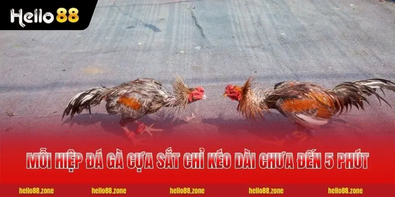 Luật Đá Gà Cựa Sắt Tân Thủ Cần Biết Trước Khi Xuống Tiền 2 Mỗi hiệp đá gà cựa sắt chỉ kéo dài chưa đến 5 phút