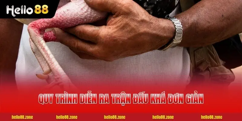 Luật Đá Gà Cựa Sắt Tân Thủ Cần Biết Trước Khi Xuống Tiền 3 Quy trình diễn ra trận đấu khá đơn giản